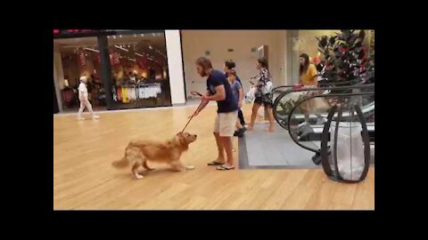 Dog is scared of the escalator