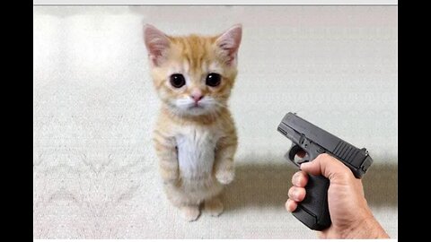 Funny cat🐈vs gun🔫Funny Animals 😂 playing dead on finger shot Compilation