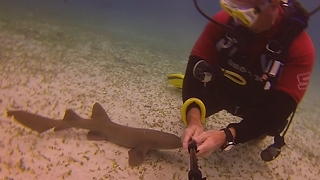 This Baby Nurse Shark Is Very Curious About A Diver. Its Next Move Will Make You Smile.