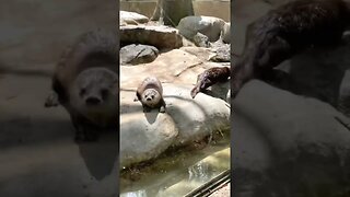 Cute otters at @wncnaturecenter #otter #otters #cuteotters #funnyotters #cuteanimals