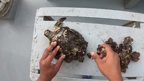 Rescue Sea Turtle Removing Barnacles From a Poor Sea Turtle | animals, Nature, turtles, ocean, ASM10