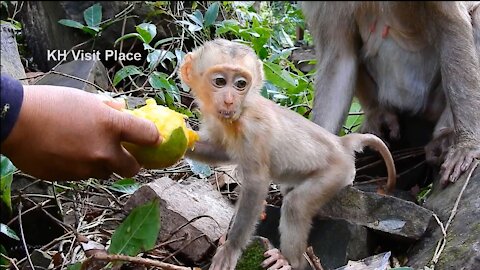 Little monkey Amanda seems to like mango and she got caring from mom Ashley | Monkey Amanda