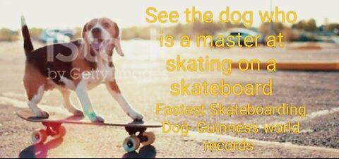 the dog who is a master at skating on a Skateboarding Dog- Guinness world records