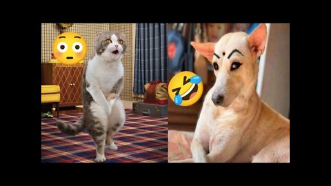 Funny Dog Animals Videos2022🤣-Funniest Cats And Dogs Videos