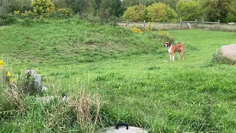 Mommas boy- fetch, at least he tried - Great Dane / St. Bernard