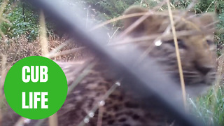 Amazing footage shows two of the rarest cats on camera for the first time