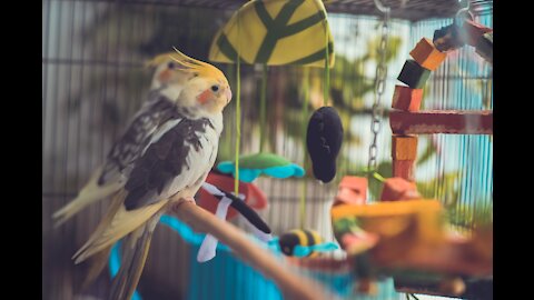 Cockatiel Care - 5 Secrets To Caring For Your Cockatiel