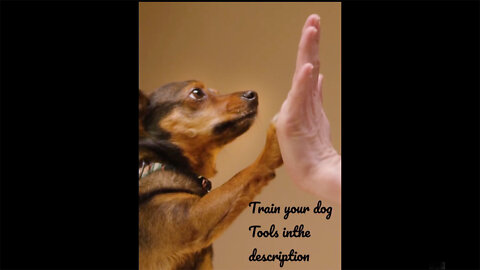 Pets Dogs Training Videos 2022🦮