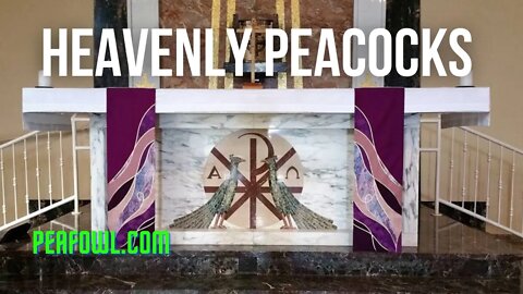 Heavenly Peacocks, Peacock Minute, peafowl.com