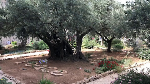 Battle for Israel Day 6, Garden of Gethsemane