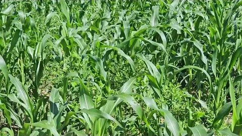 corn fields update