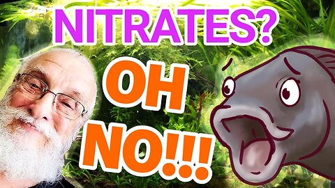 Dangers of Nitrates and Nitrites in your Aquarium! | Will it Make My Fish Sick?