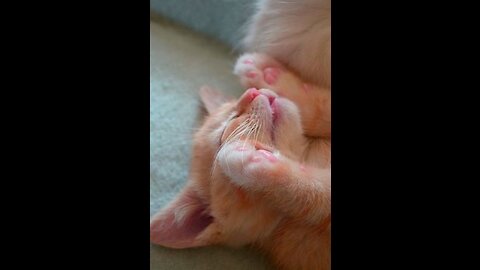 Little Pink Paws.😍(Gorgeous Baby Cats) You'll want to Kiss