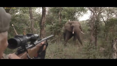 Hunting Animals 😞😞😞😞 - Elephants, Rhino, Tigers, Lions, Bulls ......