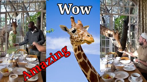 Wow Amazing Trained Giraffes|Beautiful Giraffes Video|Giraffes Training#Shorts