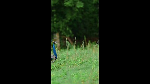 #dancing peacock #jungle #forest # birds #peace