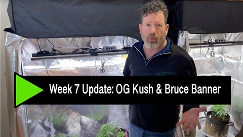 Week 7 Update - OG Kush & Bruce Banner #3s - found the SP-3000 Sweet Spot
