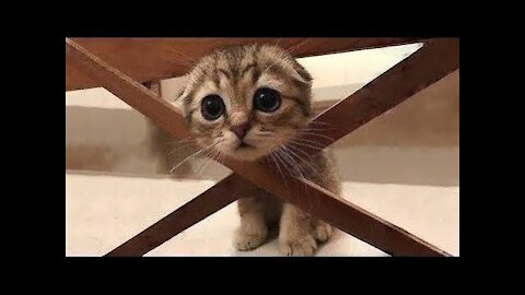 Cutest, funniest and clever pets compilation