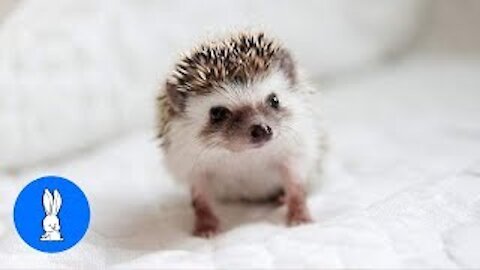 Cute Little Hedgehogs Compilation