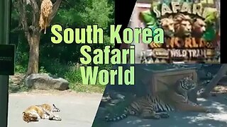 South Korea 》 Safari World