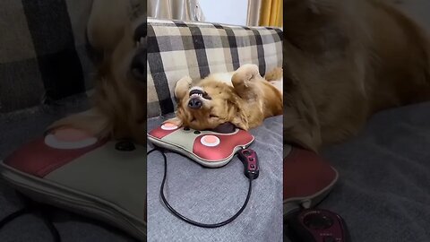 Head massage after a hetic week #ytshorts #shortsfeed #dog #doglover #doginstagram #dogfunnyvideos