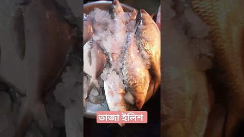 Big hilsha fish #Hilsha #ইলিশ #ilish #ilishmaach #fishmarket #hilsafish #Hilsa