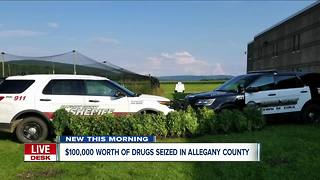 Police in Allegany County seize 95 pot plants from home