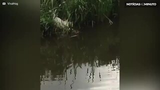 Gato atravessa rio a nado para brincar com amigos!