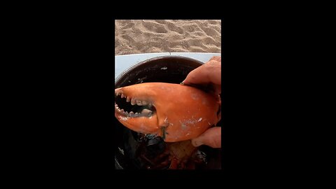 Catch and Cook GIANT CRAB #shorts