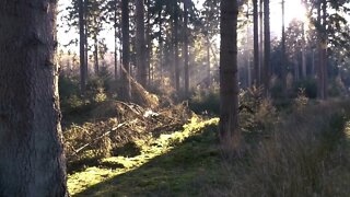 Relaxing Nature Sounds Birds Singing In The Morning Forest