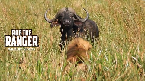 Lions Watching Buffalo | Maasai Mara Safari | Zebra Plains