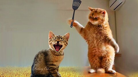 Funny cats 😁#funnyanimals #funnycats #funnypets