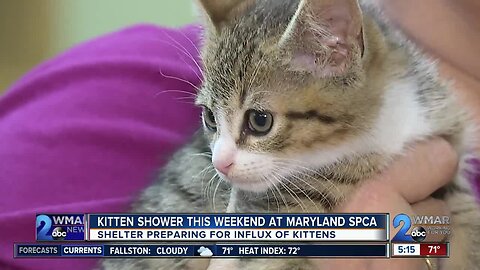 Kitten Shower at the Maryland SPCA to collect donations to care for influx of kittens