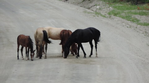 Wild Horses British Columbia