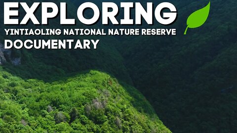 Mother Natures Answer To Our Eco System | Exploring Yintiaoling National Nature Reserve