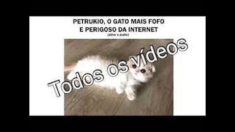 Petruchio The most dangerous and cute cat on the All Videos- Petruchio O gato