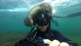 Leão-marinho brinca com cabeça de mergulhador