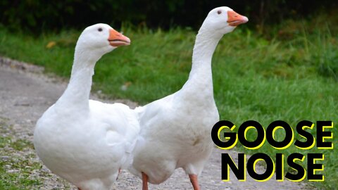 White Goose Noises For Dogs Video By Kingdom Of Awais