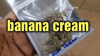 Banana Cream STRAIN REVIEW 🔌🔌🔌🔌