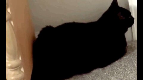 Adopting a Cat from a Shelter Vlog - Cute Precious Piper Wraps Her Tail Around Furniture Leg #shorts