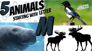 5 Animals & Facts starting with letter M. Alphabet.