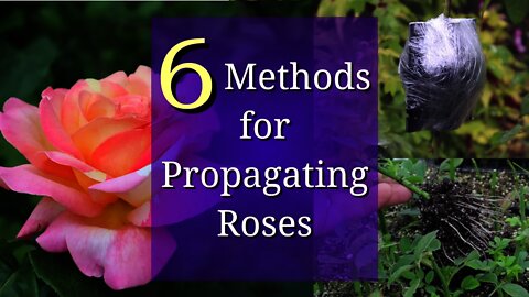 6 Methods for Rose Propagation