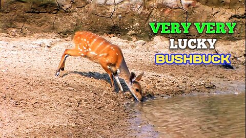 Very Lucky Bushbuck | Bushbuck Escapes From Crocodile.