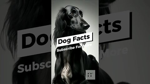 Dog Facts You Don't Know 8 🐕‍🦺🦴🐕🐩🐶 #dog #dogfacts #saluki #dogs #doglover #dogsofinstagram
