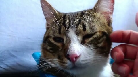 Cat ASMR, Sweet Cat ASMR for Sleep