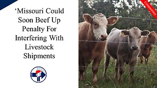 'Missouri Could Soon Beef Up Penalty For Interfering With Livestock Shipments'