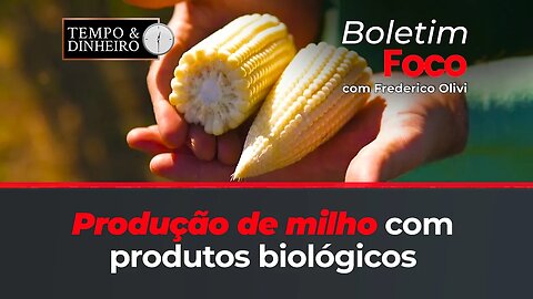 Produção de milho com produtos biológicos