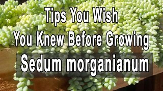 Gardening Tips You Wish You Knew Before Growing Sedum morganianum