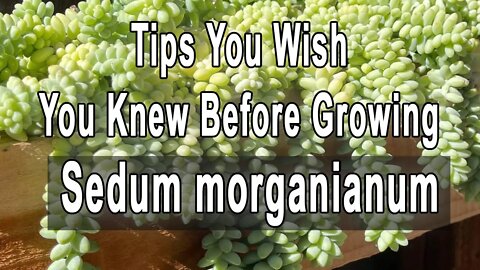 Gardening Tips You Wish You Knew Before Growing Sedum morganianum