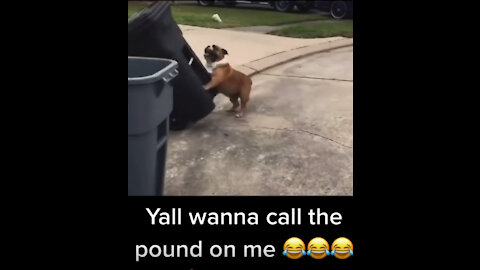 Funny dog video - Try not to laugh - Dog knocks over trash cans